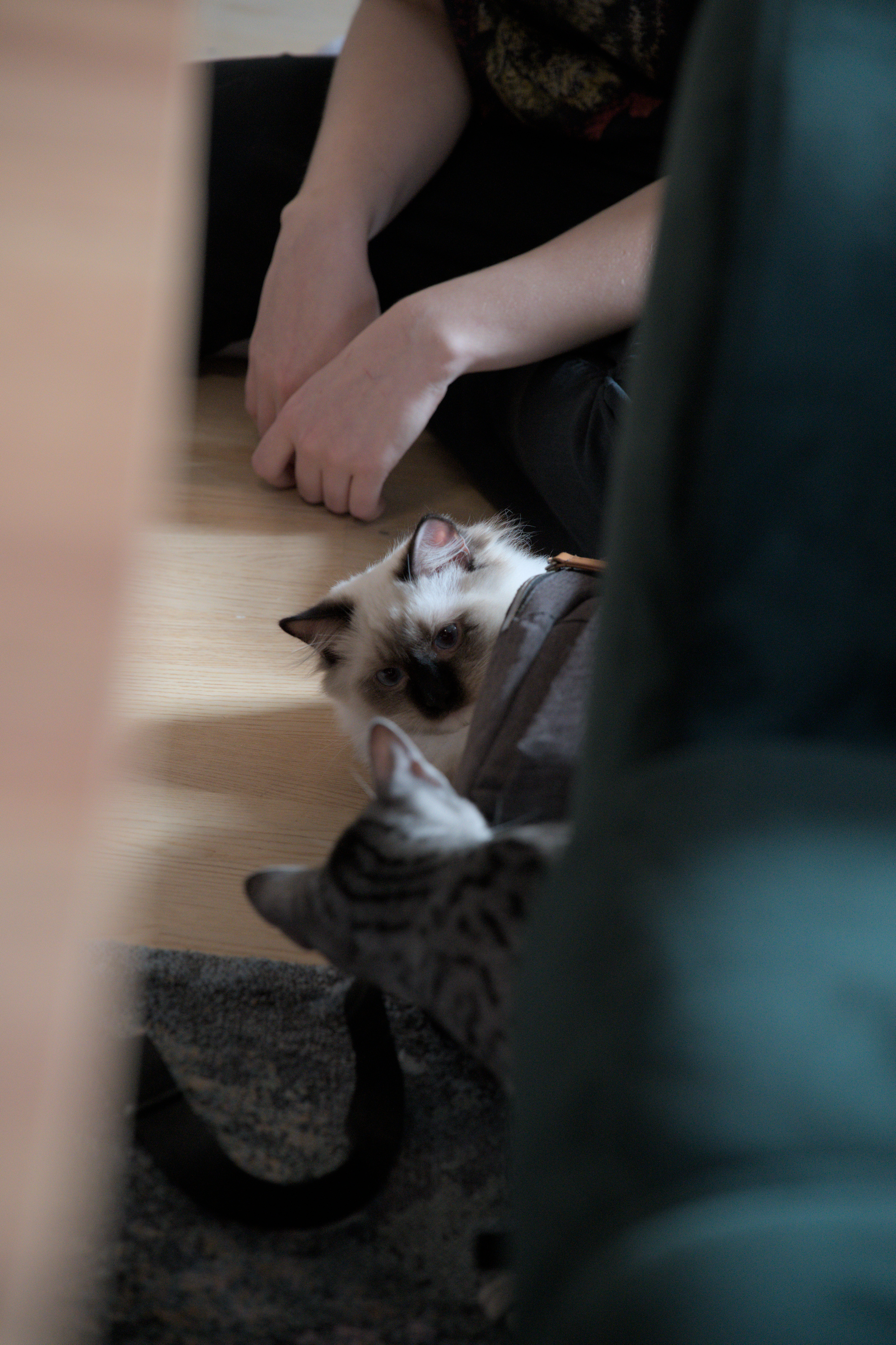 2025/10/12 - cats/DSC_0078.jpg